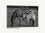 Zebra Grazing Stripes Together, zebra and foal black and white photograph, landscape canvas wall art print ready to hang