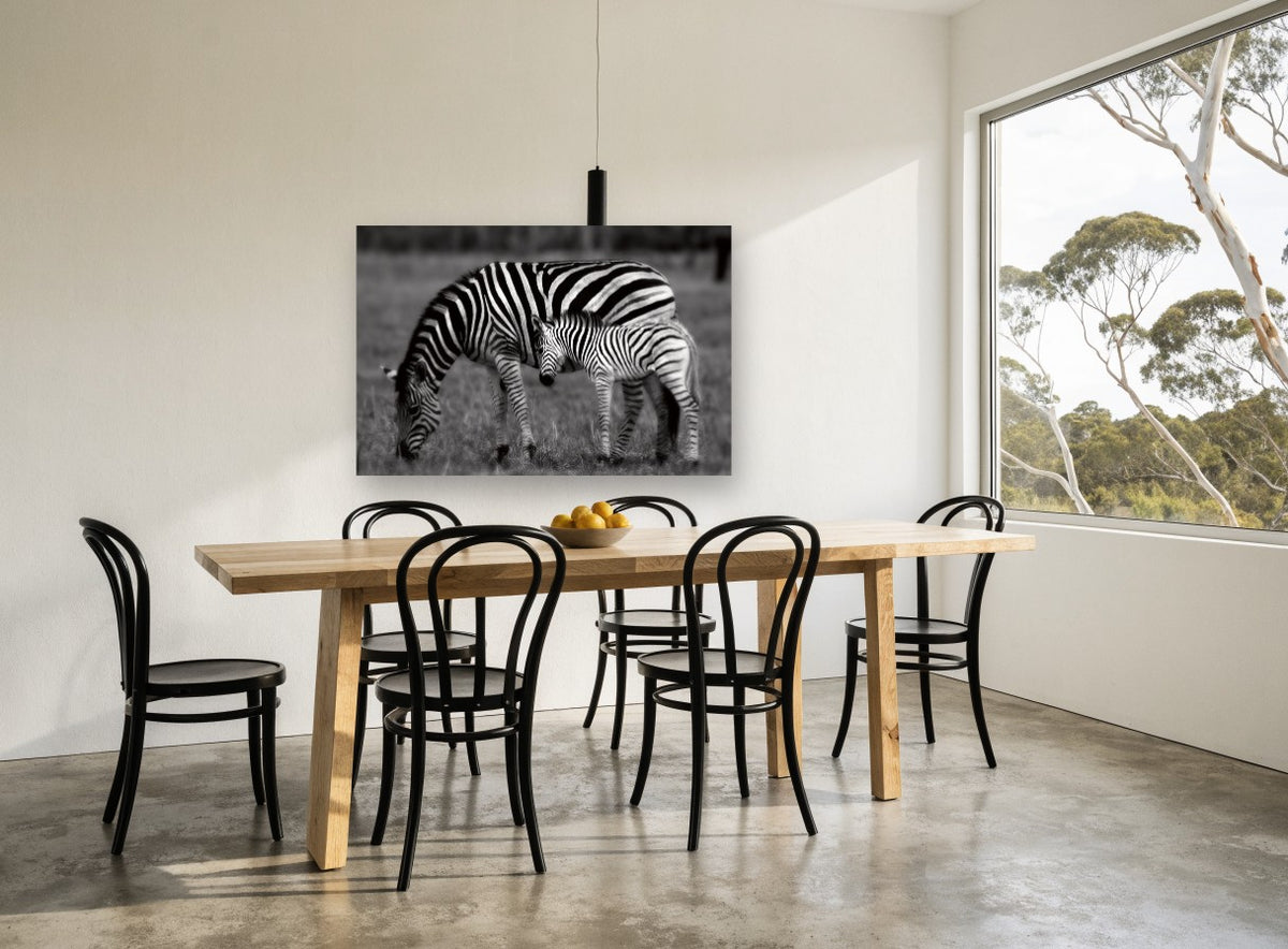 Zebra Grazing Stripes Together landscape canvas print on the wall of a dining room