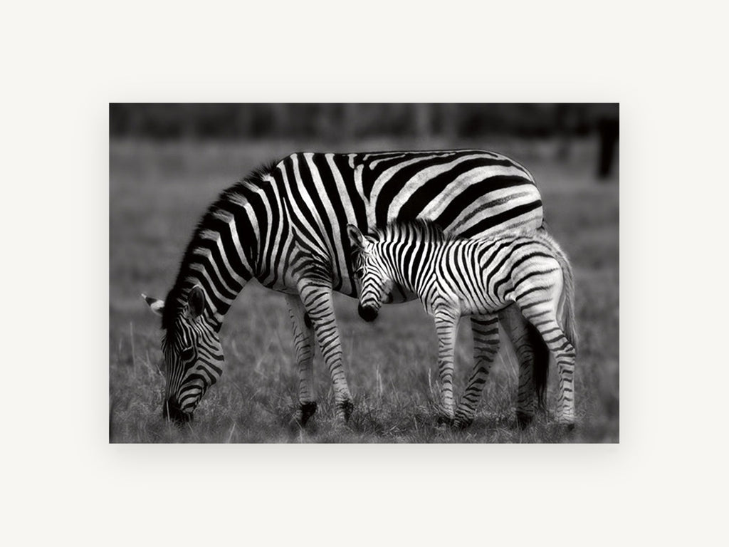 Zebra Grazing Stripes Together, zebra and foal black and white photograph, landscape canvas wall art print, front view