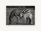 Zebra Grazing Stripes Together, zebra and foal black and white photograph, landscape canvas wall art print, front view