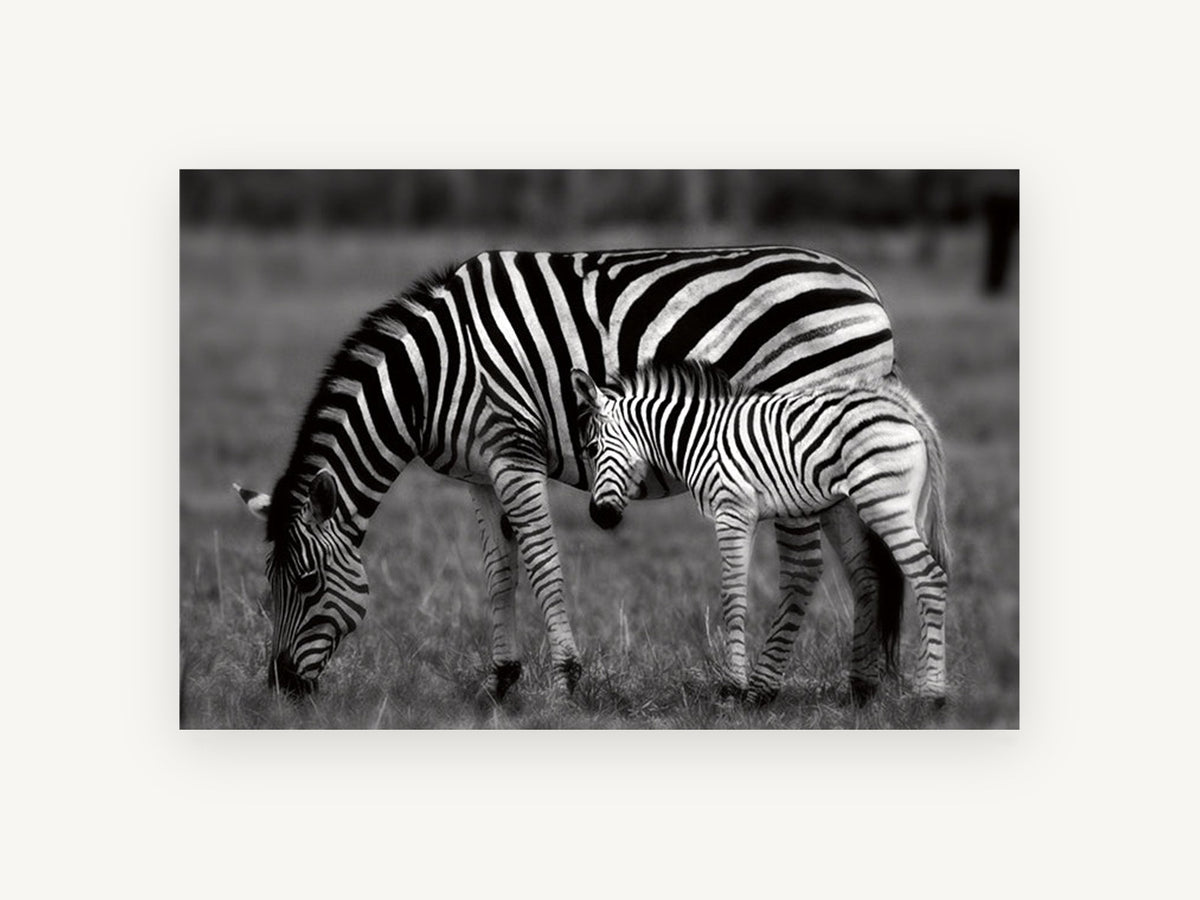 Zebra Grazing Stripes Together, zebra and foal black and white photograph, landscape canvas wall art print, front view