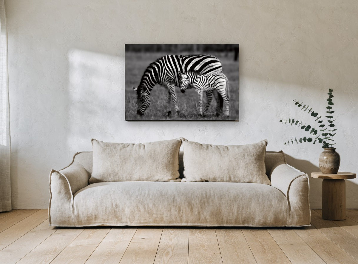 Zebra Grazing Stripes Together landscape canvas print on the wall of a living room