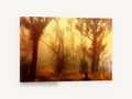 Golden Fog Forest, misty gum forest sunrise photograph, floral canvas wall art print ready to hang