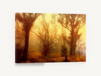 Golden Fog Forest, misty gum forest sunrise photograph, floral canvas wall art print ready to hang