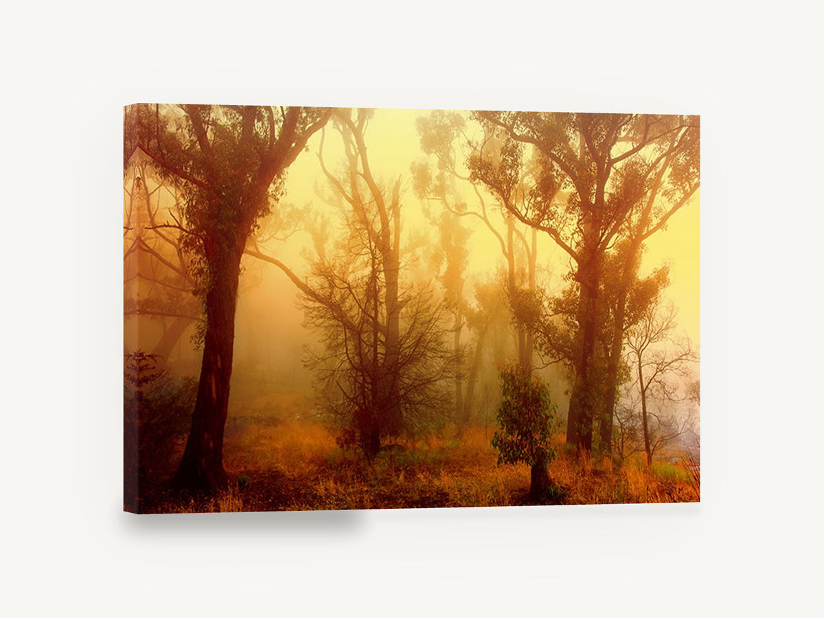 Golden Fog Forest, misty gum forest sunrise photograph, floral canvas wall art print ready to hang