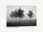 Park Trees in Fog, black and white foggy trees photograph, landscape canvas wall art print ready to hang