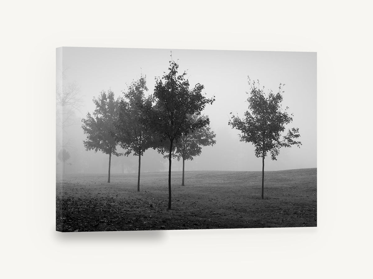 Park Trees in Fog, black and white foggy trees photograph, landscape canvas wall art print ready to hang