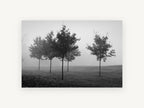 Park Trees in Fog, black and white foggy trees photograph, landscape canvas wall art print, front view