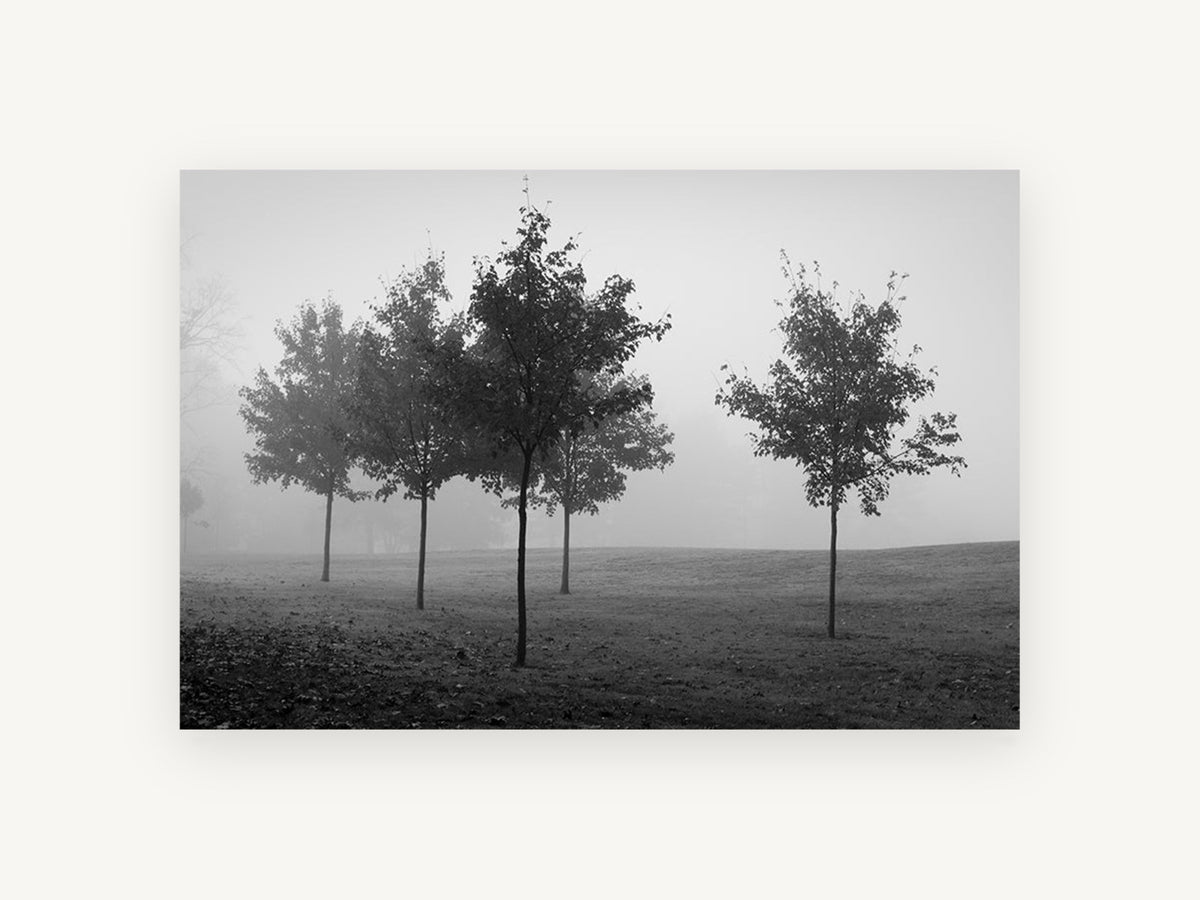 Park Trees in Fog, black and white foggy trees photograph, landscape canvas wall art print, front view