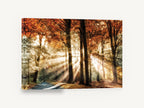 Sunbeams Through Autumn Beeches, autumn forest sunbeams photograph, landscape canvas wall art print ready to hang