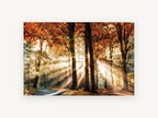Sunbeams Through Autumn Beeches, autumn forest sunbeams photograph, landscape canvas wall art print, front view