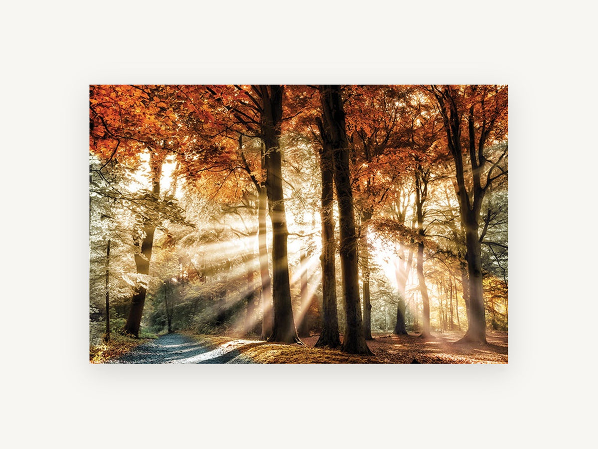 Sunbeams Through Autumn Beeches, autumn forest sunbeams photograph, landscape canvas wall art print, front view