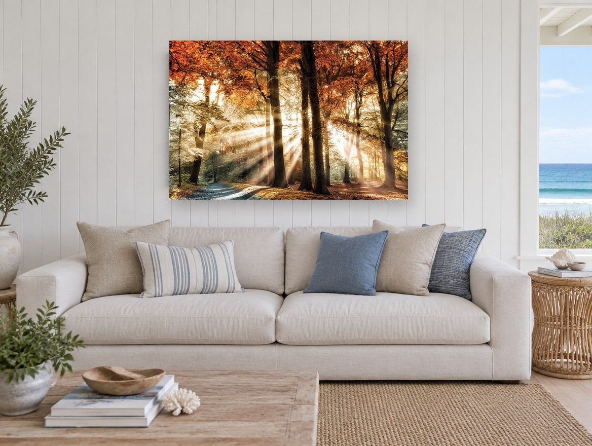 Sunbeams Through Autumn Beeches landscape canvas print on the wall of a beach house living room