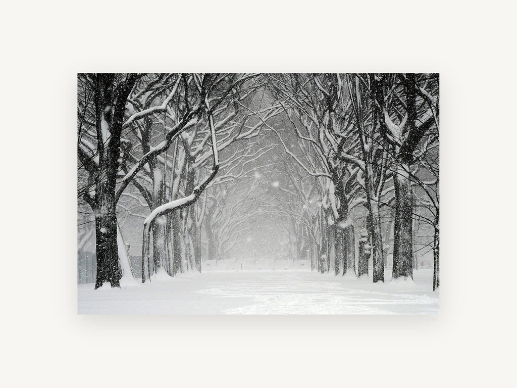 Snowfall Tree Avenue, snowy tree avenue black and white photograph, landscape canvas wall art print, front view