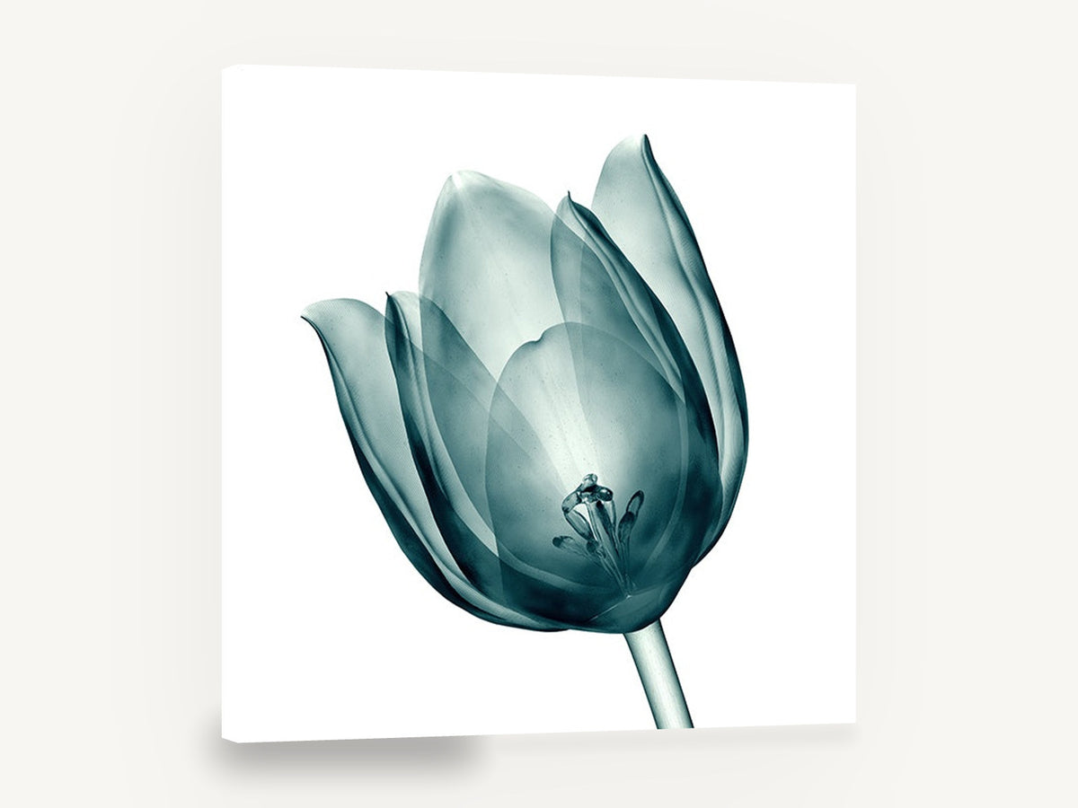 Teal Glass Tulip, teal x-ray tulip floral photograph, floral canvas wall art print ready to hang