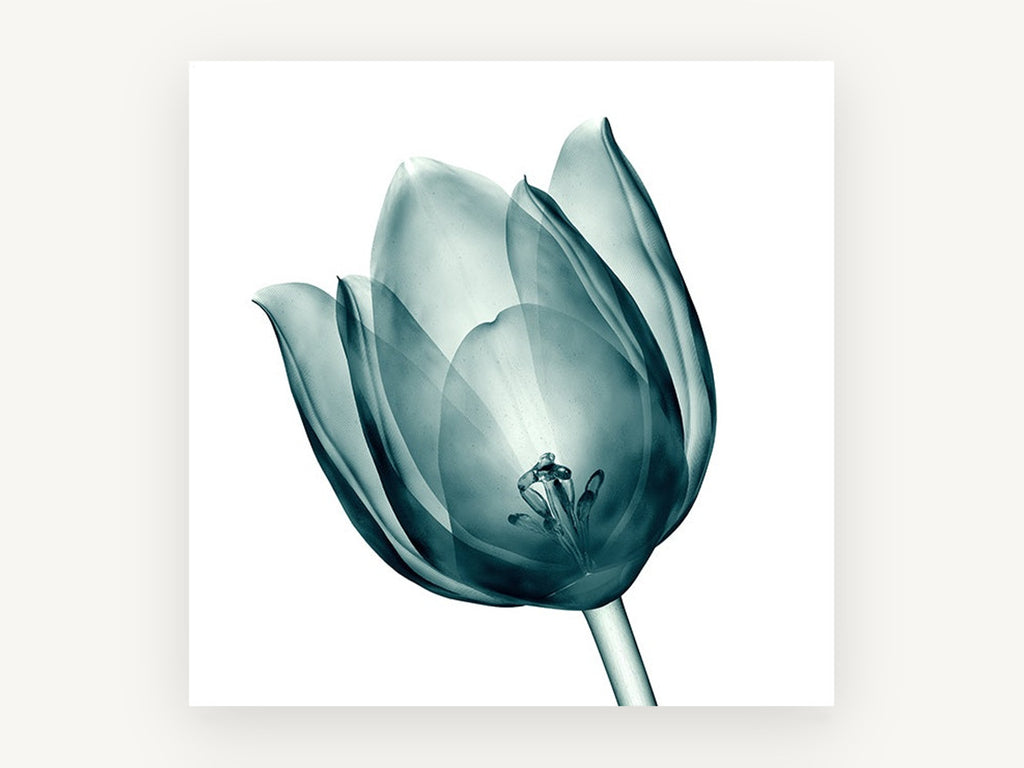 Teal Glass Tulip, floral canvas wall art print, front view