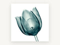Teal Glass Tulip, floral canvas wall art print, front view