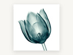 Teal Glass Tulip, floral canvas wall art print, front view