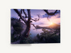 Twisted Tree Sunrise Bay, twisted tree coastal sunrise photograph, coastal canvas wall art print ready to hang