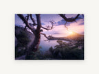 Twisted Tree Sunrise Bay, coastal canvas wall art print, front view