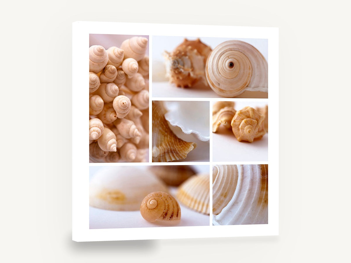 Soft Shell Collage, sea shells photographic collage square, coastal canvas wall art print ready to hang