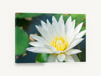White Lotus Pond, white water lily pond photograph, floral canvas wall art print ready to hang