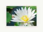 White Lotus Pond, floral canvas wall art print, front view