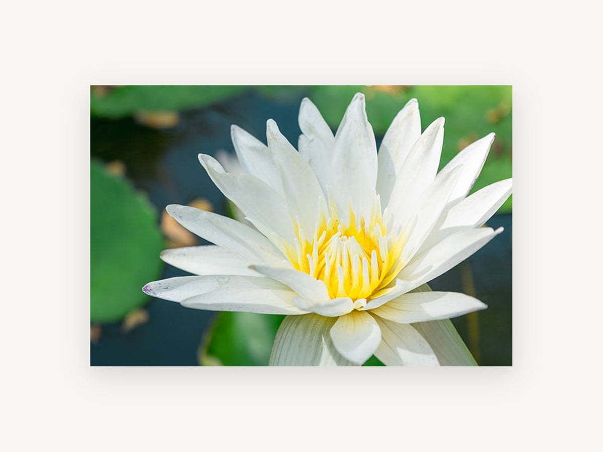 White Lotus Pond, floral canvas wall art print, front view
