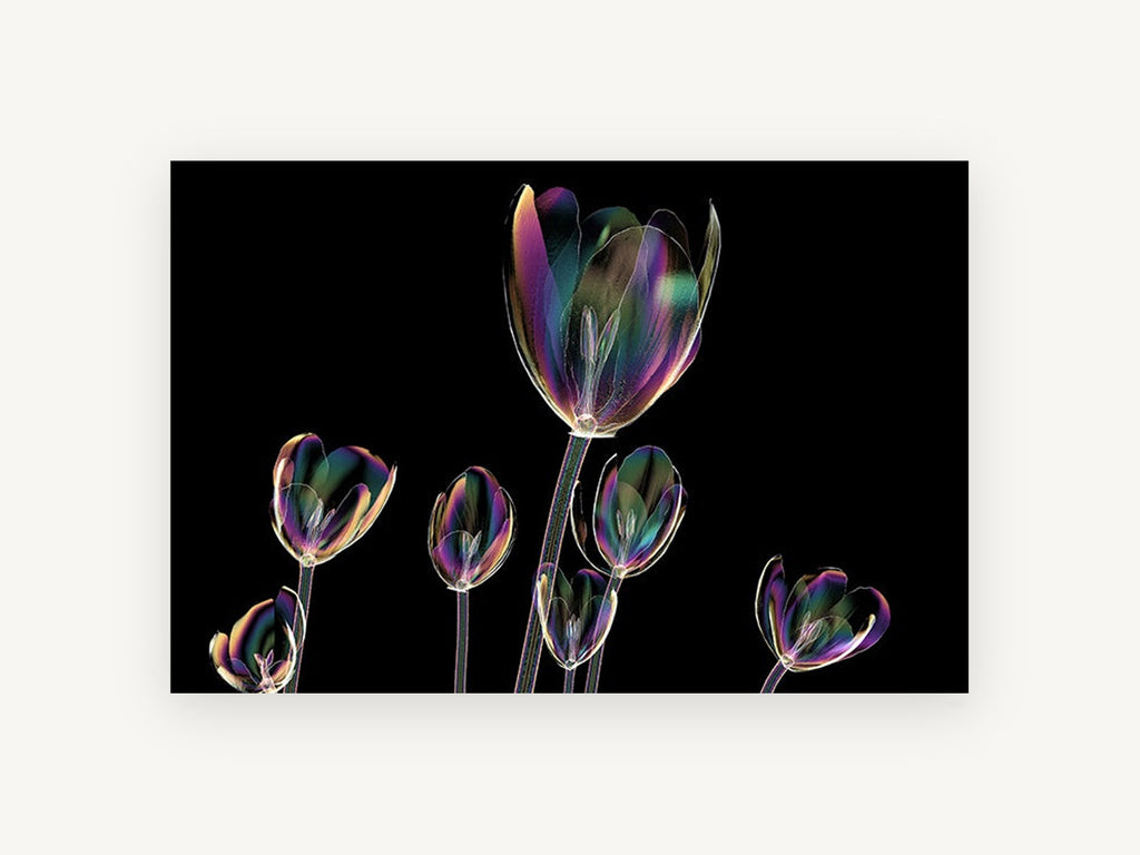 Iridescent Tulip Glow, floral canvas wall art print, front view