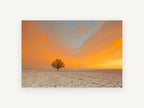Lone Oak at Dawn, lone tree snowy field sunrise photograph, landscape canvas wall art print, front view
