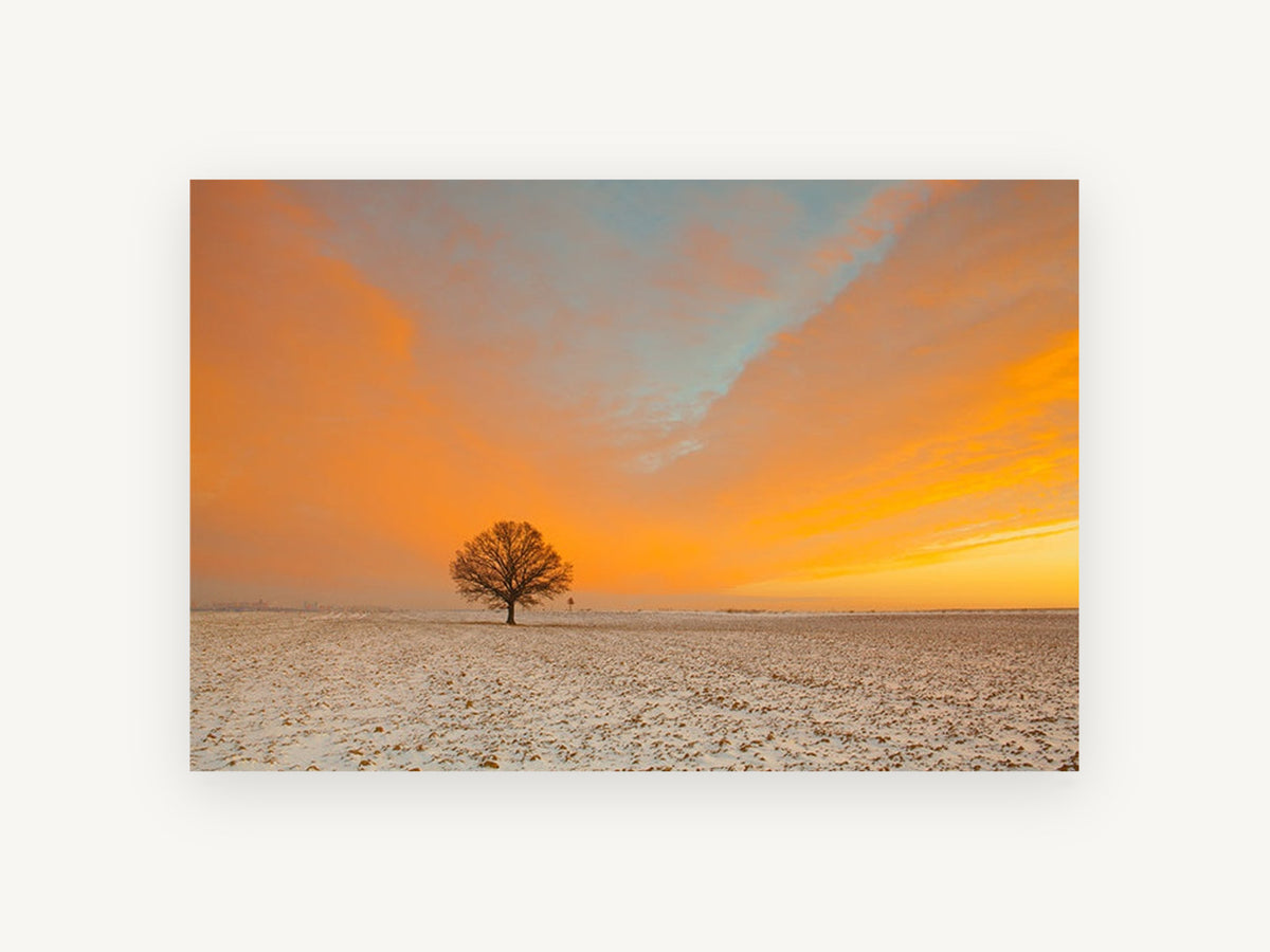 Lone Oak at Dawn, lone tree snowy field sunrise photograph, landscape canvas wall art print, front view