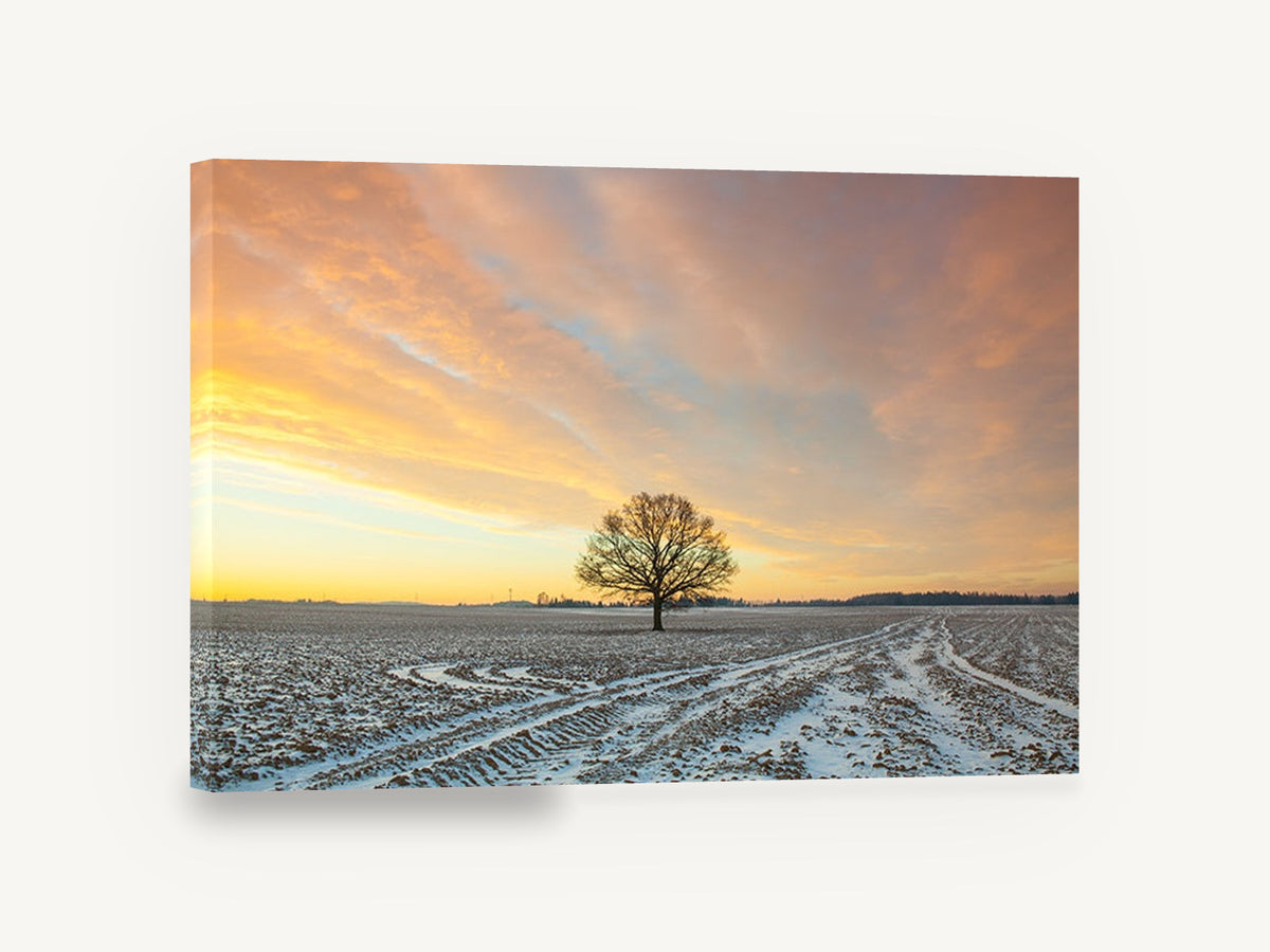 Frosted Field Oak, lone tree snowy field sunrise photograph, landscape canvas wall art print ready to hang