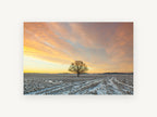 Frosted Field Oak, lone tree snowy field sunrise photograph, landscape canvas wall art print, front view