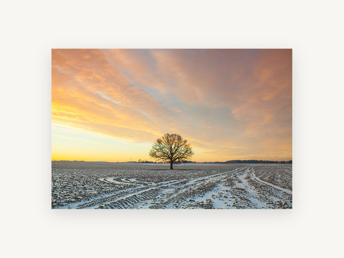 Frosted Field Oak, lone tree snowy field sunrise photograph, landscape canvas wall art print, front view