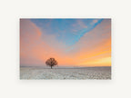 Lone Oak at Dawn, lone tree snowy field sunrise photograph, landscape canvas wall art print, front view