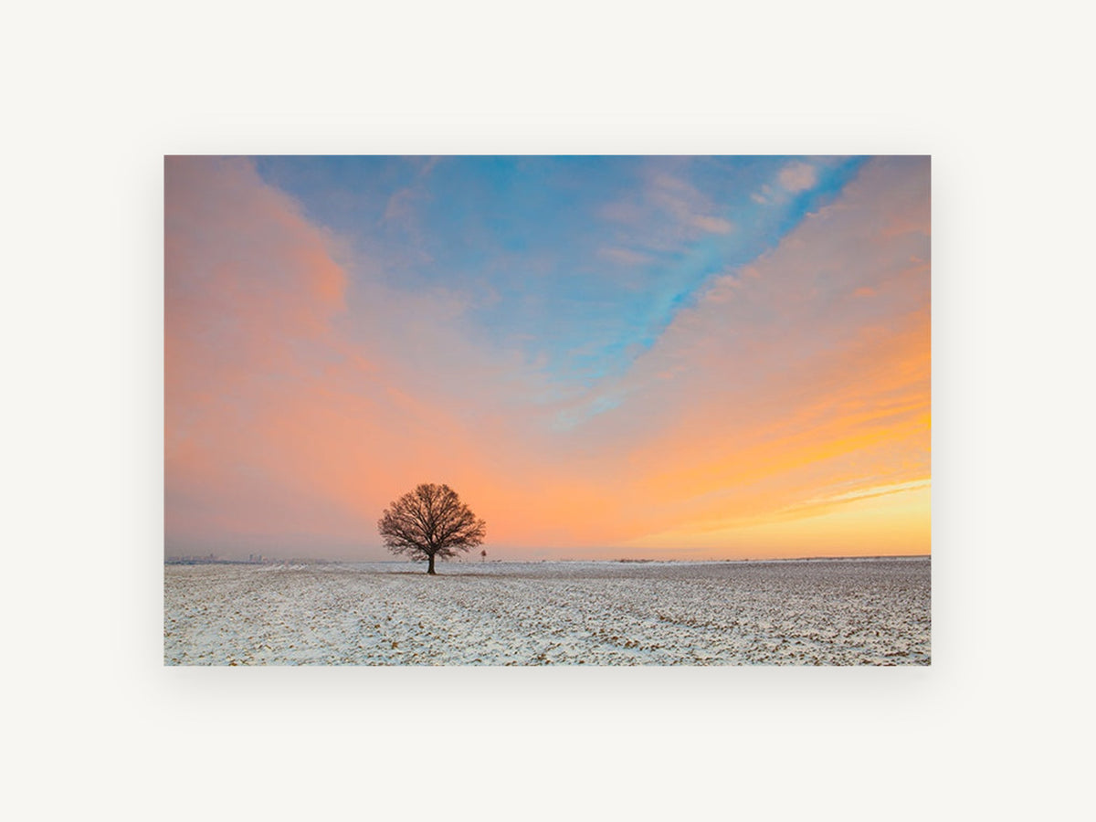 Lone Oak at Dawn, lone tree snowy field sunrise photograph, landscape canvas wall art print, front view