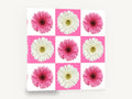 Gerbera Checkerboard, pink and white gerbera checkerboard photograph, floral canvas wall art print ready to hang