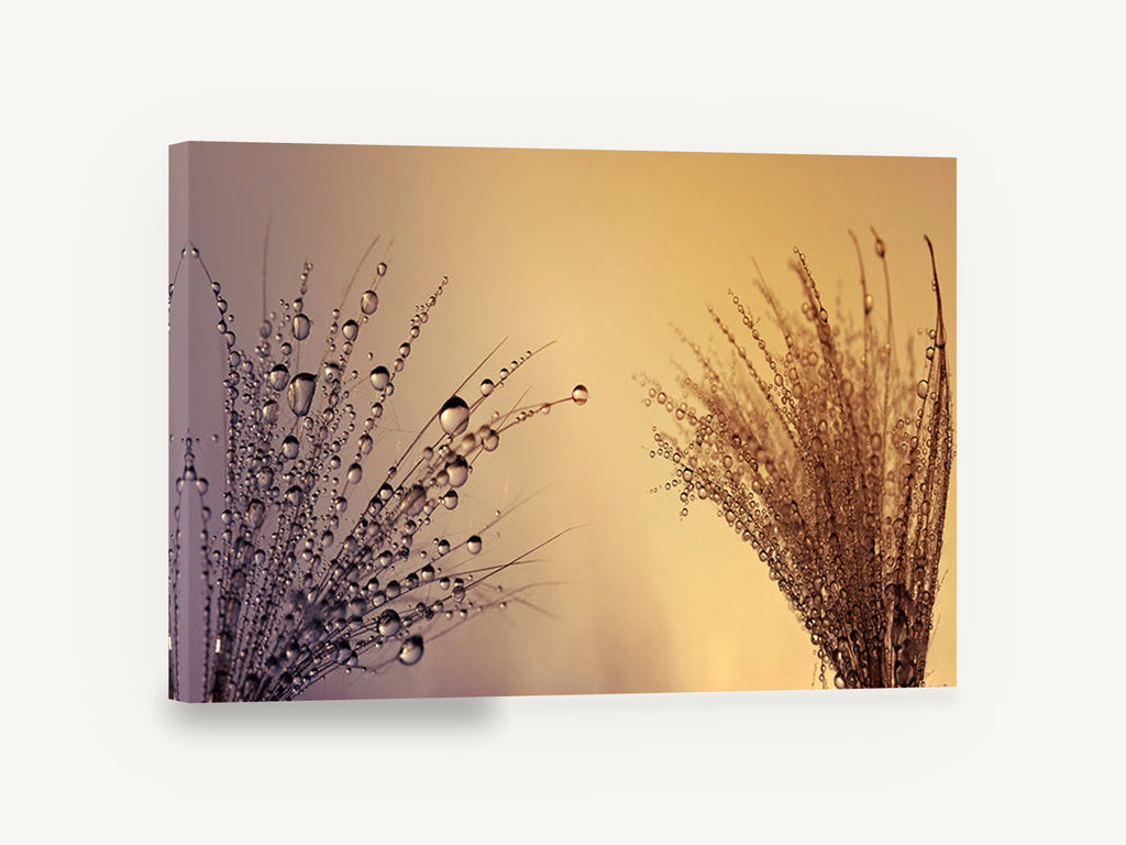 Dew Drop Sunset, dew drops on seed heads macro photograph, floral canvas wall art print ready to hang