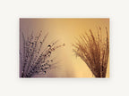 Dew Drop Sunset, floral canvas wall art print, front view