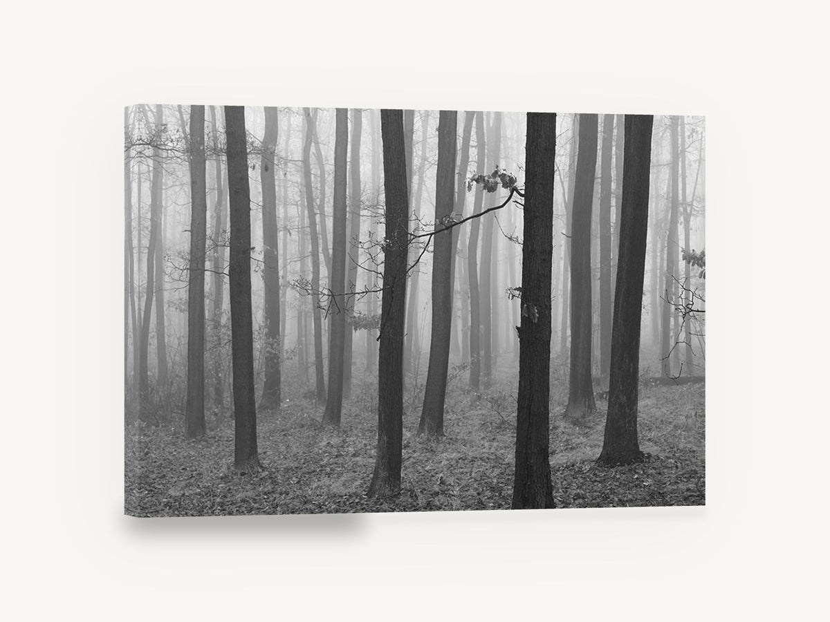 Quiet Fog Woodland, misty forest trees black and white photograph, landscape canvas wall art print ready to hang