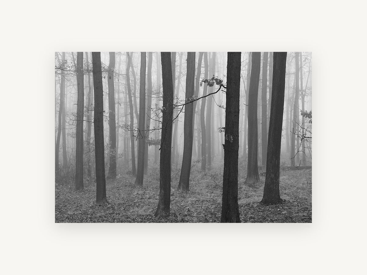 Quiet Fog Woodland, misty forest trees black and white photograph, landscape canvas wall art print, front view