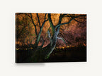 Willow Under Amber Sky, night tree orange sky photograph, landscape canvas wall art print ready to hang
