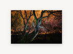 Willow Under Amber Sky, night tree orange sky photograph, landscape canvas wall art print, front view