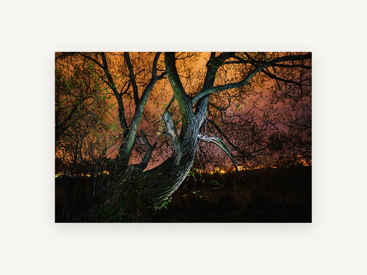 Willow Under Amber Sky, night tree orange sky photograph, landscape canvas wall art print, front view