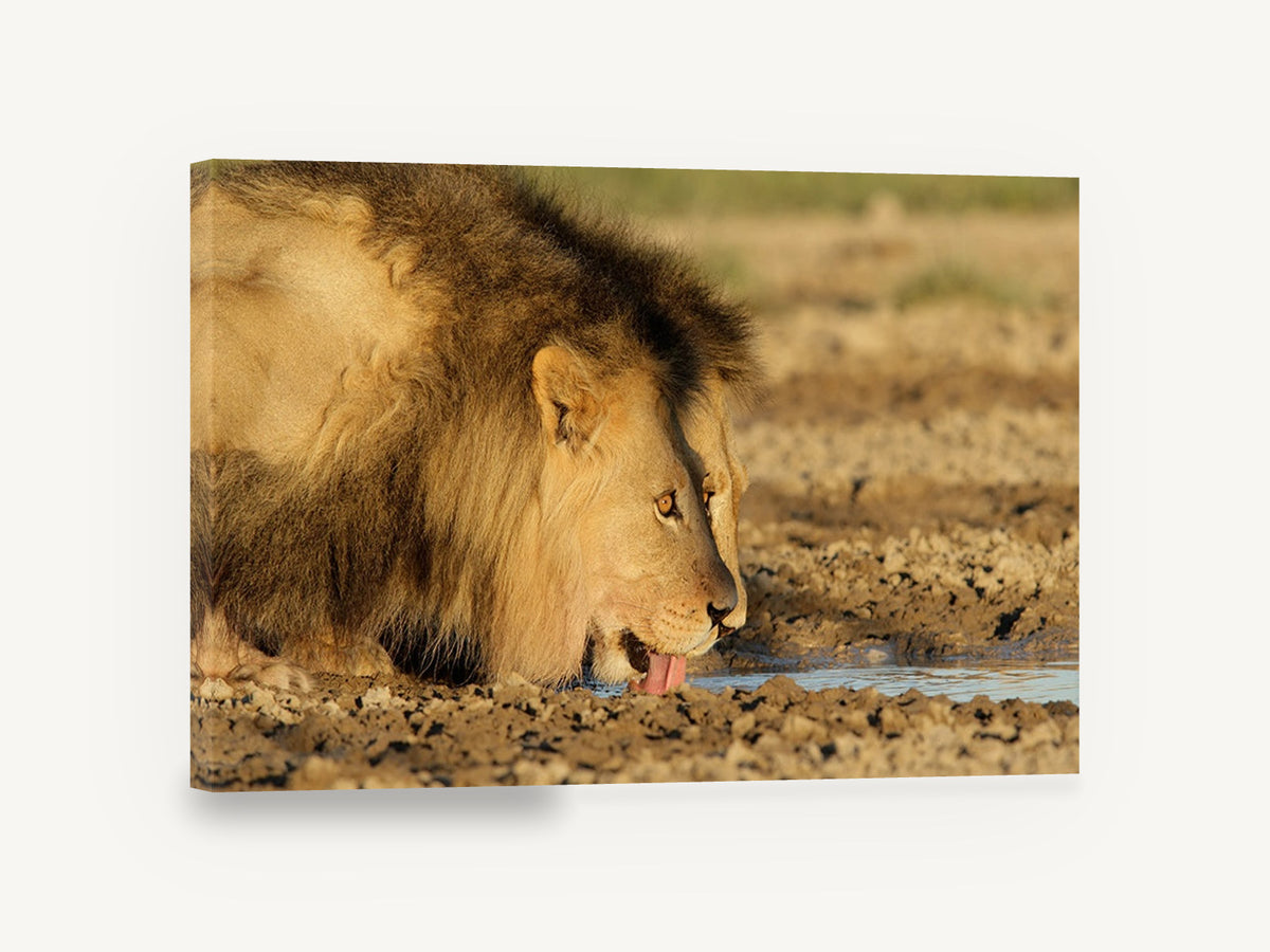 Lion at the Waterhole, lion drinking water photograph, animal canvas wall art print ready to hang