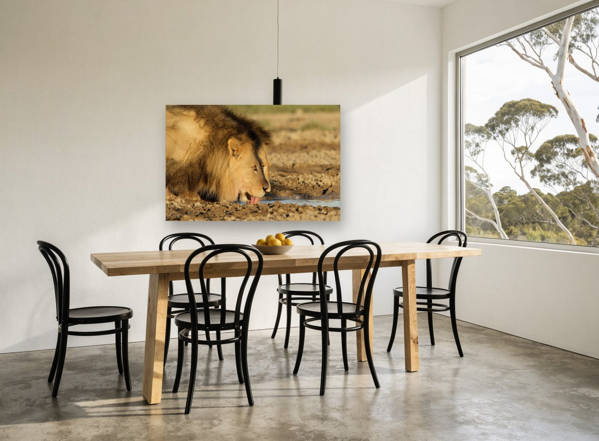 Lion at the Waterhole animal canvas print on the wall of a dining room