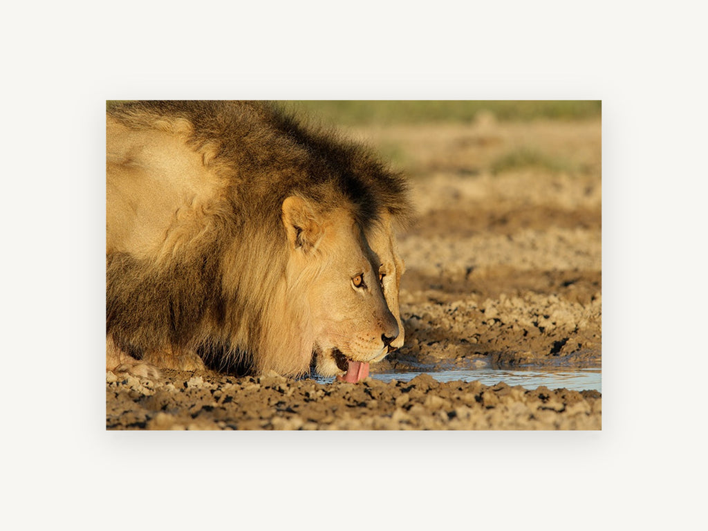 Lion at the Waterhole, lion drinking water photograph, animal canvas wall art print, front view