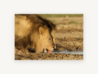 Lion at the Waterhole, lion drinking water photograph, animal canvas wall art print, front view