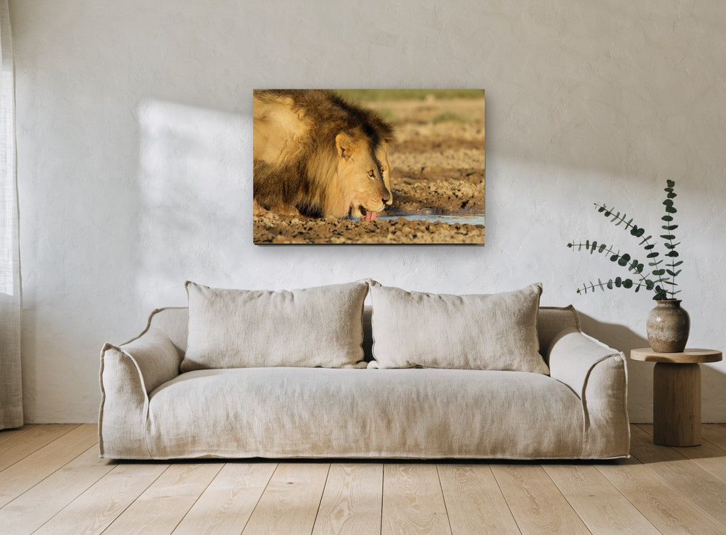 Lion at the Waterhole animal canvas print on the wall of a living room