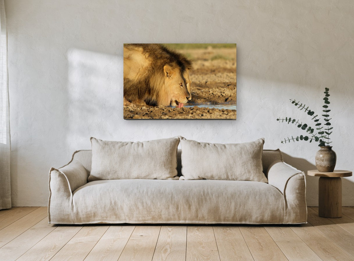 Lion at the Waterhole animal canvas print on the wall of a living room